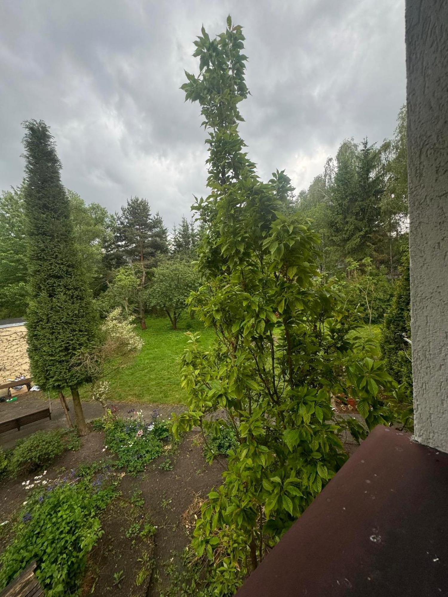 Zielony Zakatek Piechowice  Oda fotoğraf